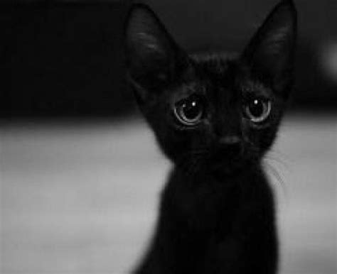 黑貓為何不能養